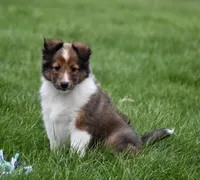 Blossom, a female Shetland Sheepdog for sale in Fredericksburg, OH – Photo 4 of 4