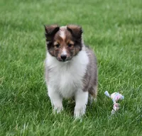 Blossom, a female Shetland Sheepdog for sale in Fredericksburg, OH – Photo 2 of 4