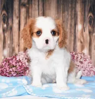 Dalton, a male Cavalier King Charles Spaniel for sale in Fredericksburg, OH – 3 of 5