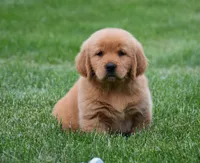 Maisy, a female Golden Retriever for sale in Fredericksburg, OH – 3 of 4