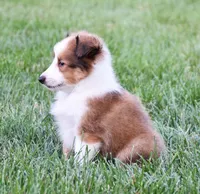 Nelly, a male Shetland Sheepdog for sale in Fredericksburg, OH – 2 of 4