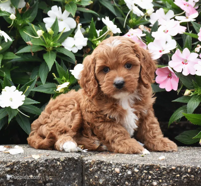 Ollie – Cavapoo puppy for sale in Fredericksburg, OH