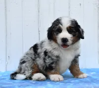 Carter, a male Miniature Bernedoodle for sale in Fredericksburg, OH – 3 of 3