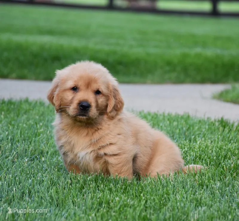 Adayah – Golden Retriever puppy for sale in Fredericksburg, OH