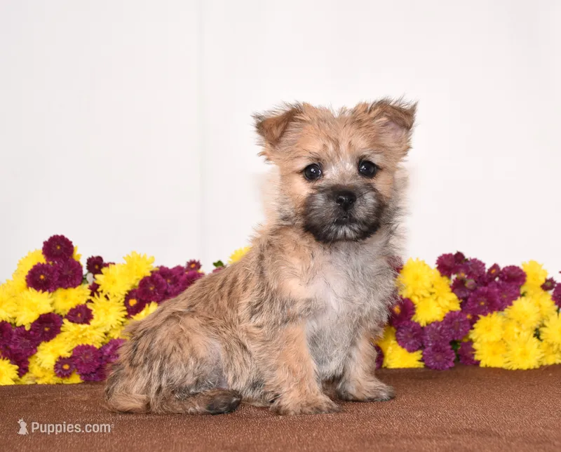 Kiwi – Cairn Terrier puppy for sale in Fredericksburg, OH