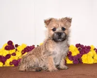 Kiwi, a female Cairn Terrier for sale in Fredericksburg, OH – 1 of 3