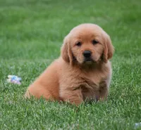 Maisy, a female Golden Retriever for sale in Fredericksburg, OH – 2 of 4
