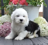Kal BLUE EYES, a male Old English Sheepdog for sale in Fredericksburg, OH – 2 of 3