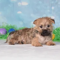 Edgar, a male Cairn Terrier for sale in Fredericksburg, OH – Photo 2 of 3