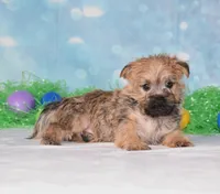 Edgar, a male Cairn Terrier for sale in Fredericksburg, OH – Photo 2 of 3