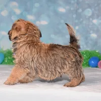 Edgar, a male Cairn Terrier for sale in Fredericksburg, OH – Photo 3 of 3
