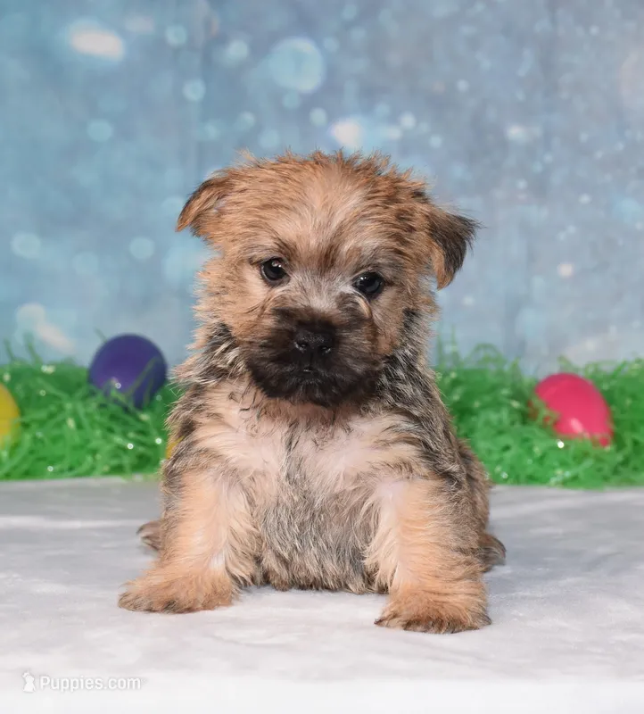 Edgar, a male Cairn Terrier for sale in Fredericksburg, OH – Photo 1 of 3