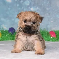 Edgar, a male Cairn Terrier for sale in Fredericksburg, OH – Photo 1 of 3