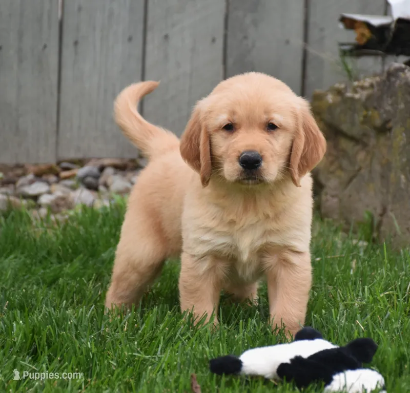 Galaxy – Golden Retriever puppy for sale in Fredericksburg, OH