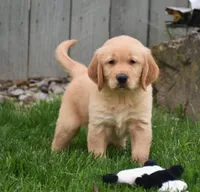 Galaxy, a male Golden Retriever for sale in Fredericksburg, OH – 1 of 4