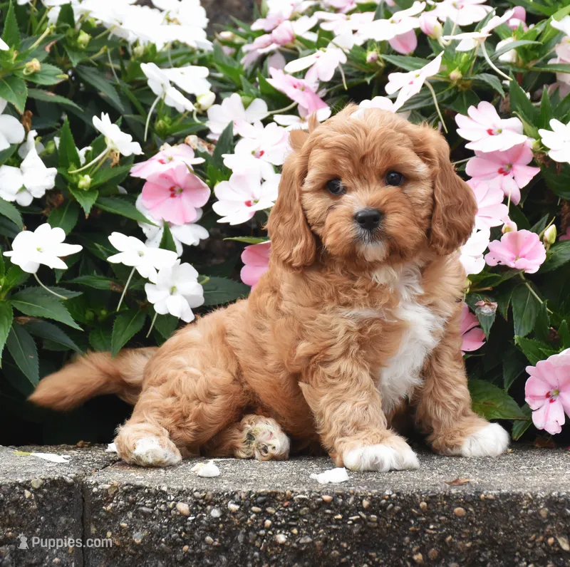 Otis – Cavapoo puppy for sale in Fredericksburg, OH