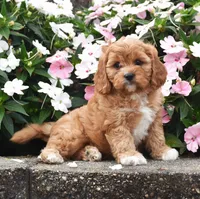 Otis, a male Cavapoo for sale in Fredericksburg, OH – 1 of 3