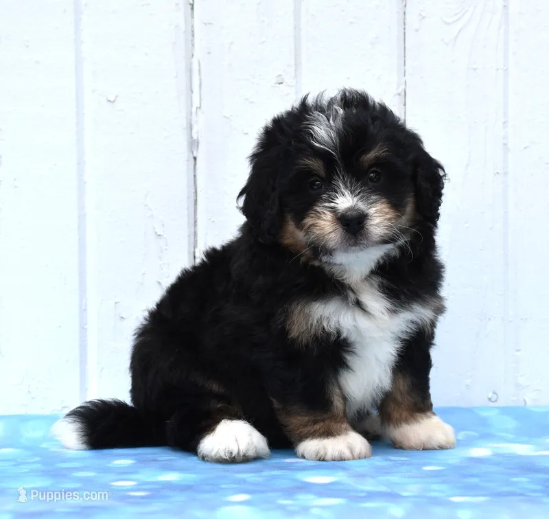 Cody – Miniature Bernedoodle puppy for sale in Fredericksburg, OH