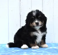 Cody, a male Miniature Bernedoodle for sale in Fredericksburg, OH – 1 of 3
