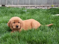 Gala, a female Golden Retriever for sale in Fredericksburg, OH – 4 of 4
