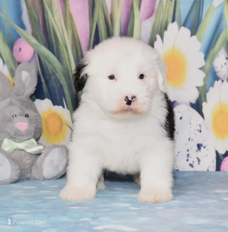 Tyla – Old English Sheepdog puppy for sale in Fredericksburg, OH