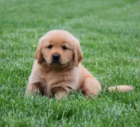 Max, a male Golden Retriever for sale in Fredericksburg, OH – 2 of 4