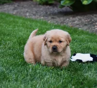 Atlas , a male Golden Retriever for sale in Fredericksburg, OH – 3 of 4