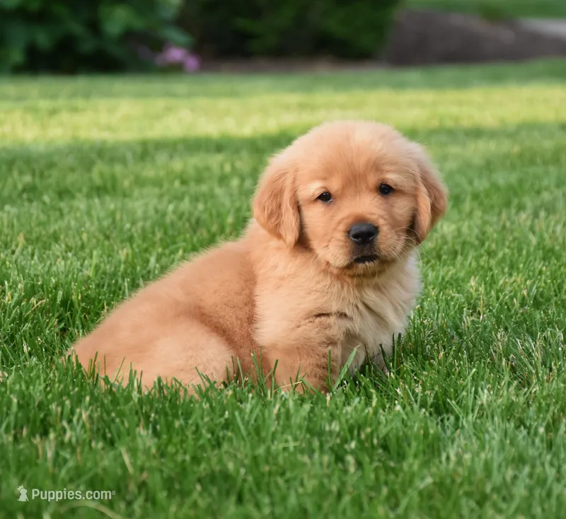 Aza – Golden Retriever puppy for sale in Fredericksburg, OH
