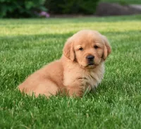 Aza, a female Golden Retriever for sale in Fredericksburg, OH – 1 of 4