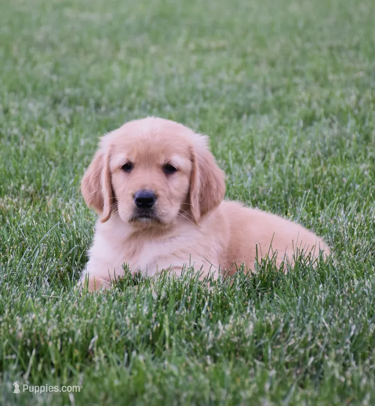 Halo – Golden Retriever puppy for sale in Fredericksburg, OH