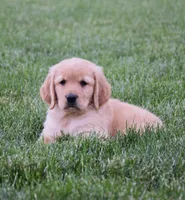 Halo, a female Golden Retriever for sale in Fredericksburg, OH – 1 of 4