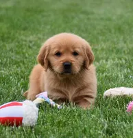 Macy, a female Golden Retriever for sale in Fredericksburg, OH – 2 of 4