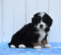 Comet, a female Miniature Bernedoodle for sale in Fredericksburg, OH – 1 of 3