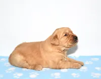 Adayah, a female Golden Retriever for sale in Fredericksburg, OH – Photo 3 of 4