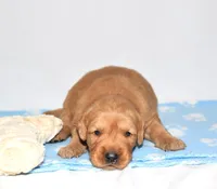 Adayah, a female Golden Retriever for sale in Fredericksburg, OH – Photo 2 of 4