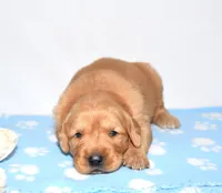 Adayah, a female Golden Retriever for sale in Fredericksburg, OH – Photo 4 of 4