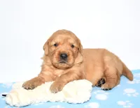 Adayah, a female Golden Retriever for sale in Fredericksburg, OH – Photo 1 of 4