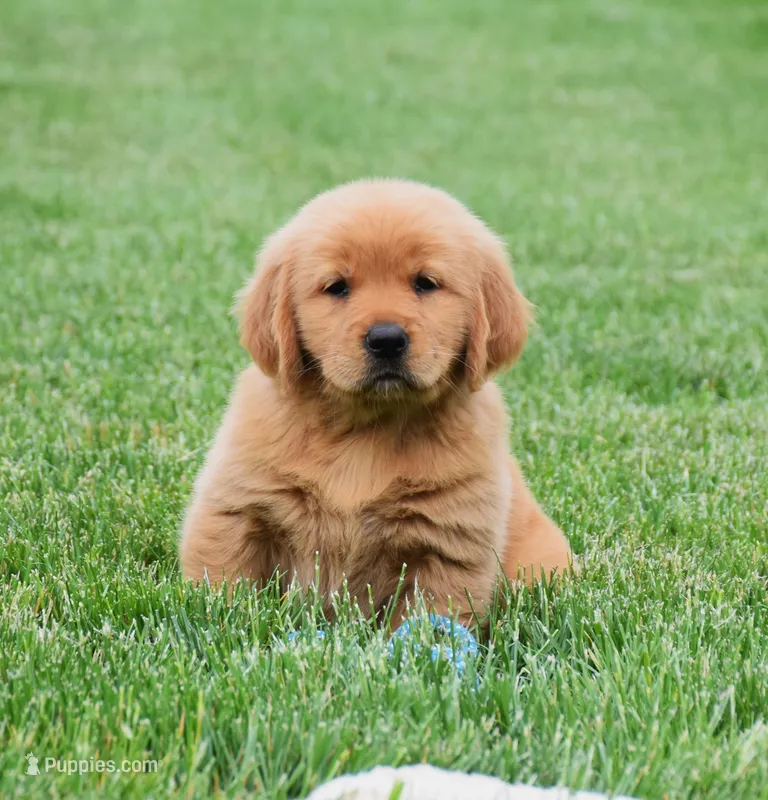 Maisy – Golden Retriever puppy for sale in Fredericksburg, OH