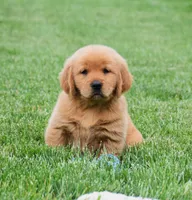 Maisy, a female Golden Retriever for sale in Fredericksburg, OH – 1 of 4