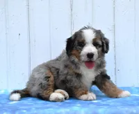 Clover , a female Miniature Bernedoodle for sale in Fredericksburg, OH – 3 of 3
