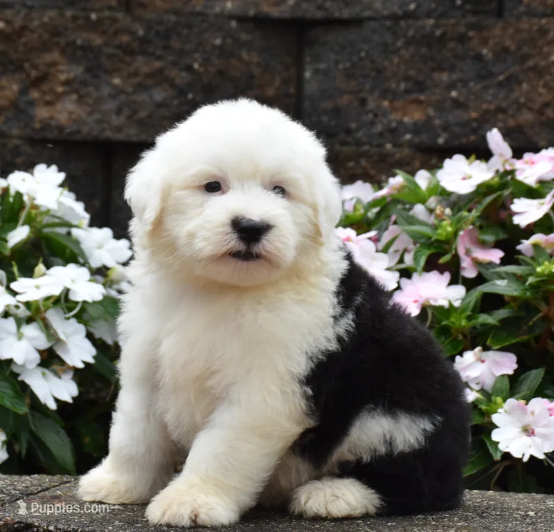 Muffin – Old English Sheepdog puppy for sale in Fredericksburg, OH