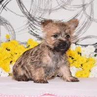 Juniper, a female Cairn Terrier for sale in Fredericksburg, OH – 3 of 3