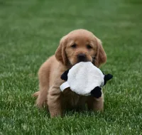 Marloe, a female Golden Retriever for sale in Fredericksburg, OH – 3 of 4