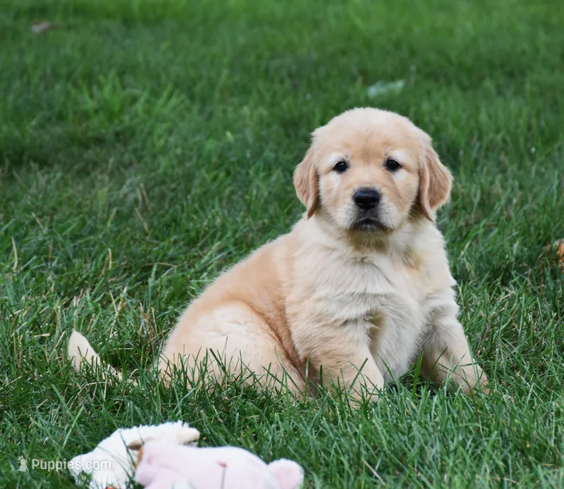 Otis – Golden Retriever puppy for sale in Fredericksburg, OH