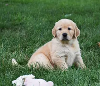 Otis, a male Golden Retriever for sale in Fredericksburg, OH – 1 of 6