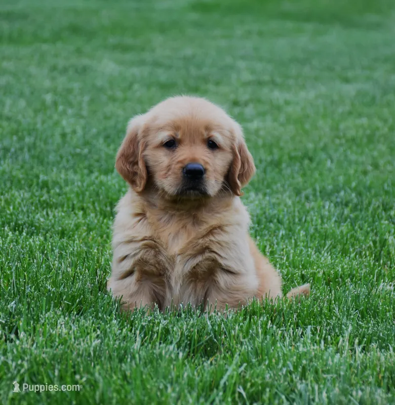 Mason – Golden Retriever puppy for sale in Fredericksburg, OH