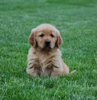 Mason, a male Golden Retriever for sale in Fredericksburg, OH – 1 of 4