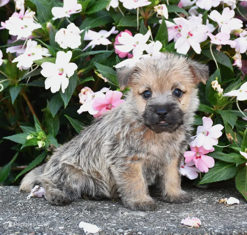 Angus – Cairn Terrier puppy for sale in Fredericksburg, OH