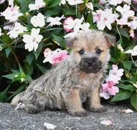 Angus, a male Cairn Terrier for sale in Fredericksburg, OH – 1 of 3
