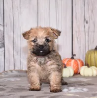 Neptune , a male Cairn Terrier for sale in Fredericksburg, OH – 2 of 4